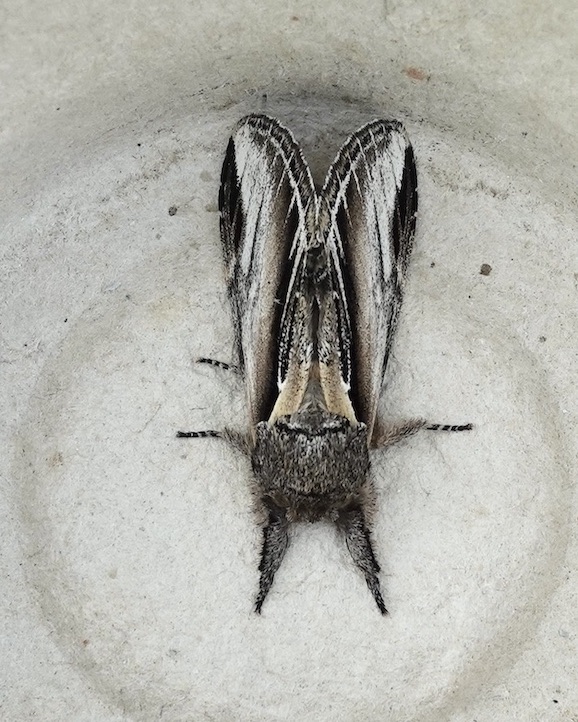 swallow prominent
